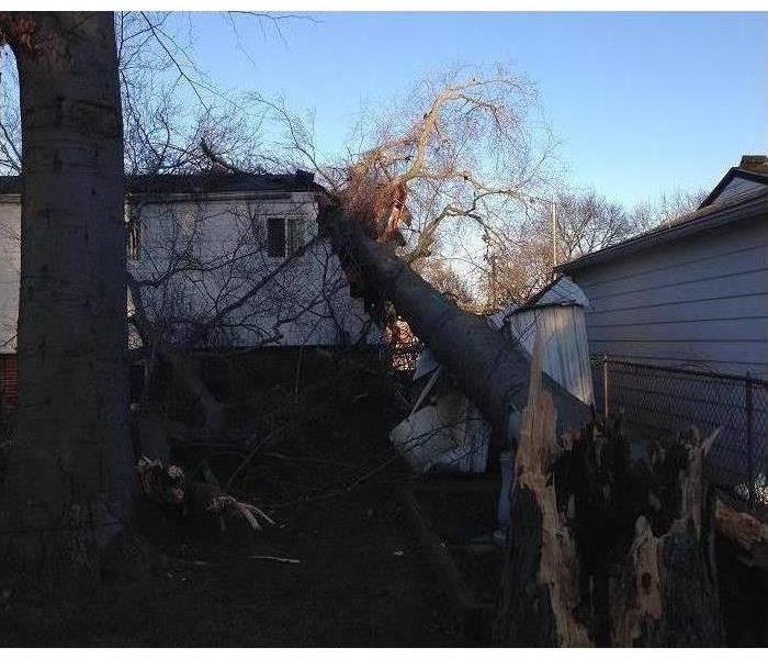 Tree that has fallen on a roof